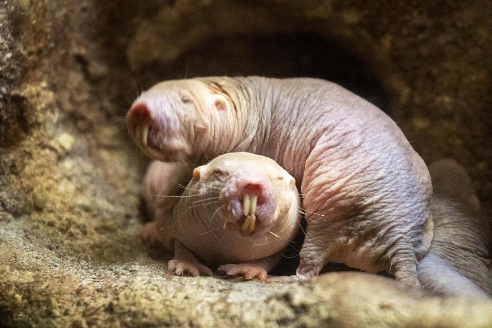 Rata topo desnuda