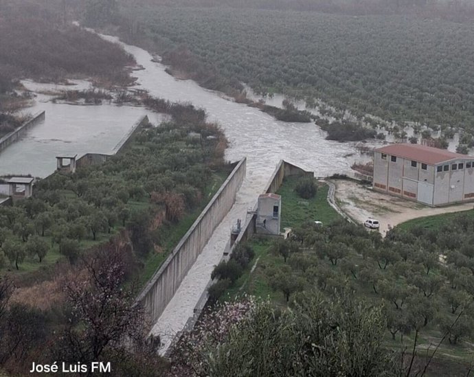 El desembalse de agua desde el pantano de Vadomojón y las intensas lluvias están anegando los olivares del entorno en Albendín, Baena.