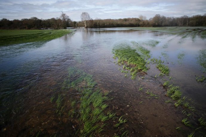 Archivo - Arquivo - Vegetação afetada pela cheia do rio Miño ao passar por Triabá, em 3 de janeiro de 2023, em Castro de Rei, Lugo, Galiza (Espanha). As intensas chuvas caídas durante o Natal provocaram a cheia do rio Miño a 