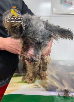 Perro localizado en el patio de una vivienda en pésimas condiciones higiénicas y sanitarias