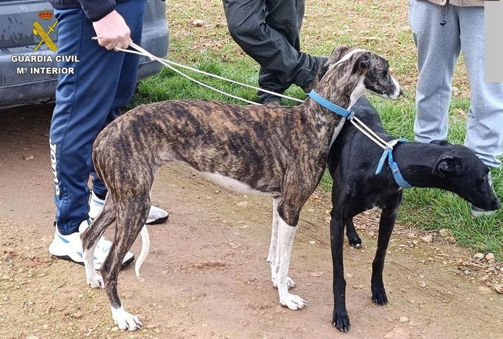 Galgos