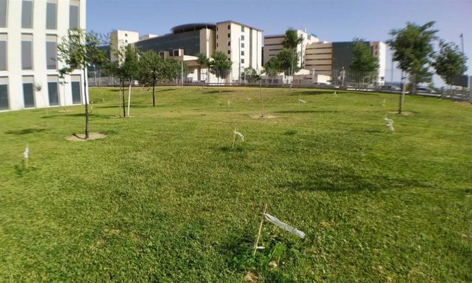 Imagen de árboles plantados.