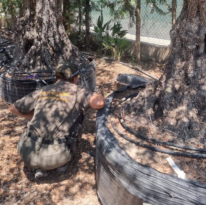 El Govern hizo 94 inspecciones en viveros en 2025 para frenar la entrada de serpientes invasoras y levantó 21 actas