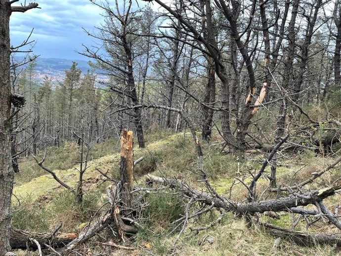 Estado del pinar bajo el que transcurrirá la Ruta del Cuaternario en el Monte Dobra