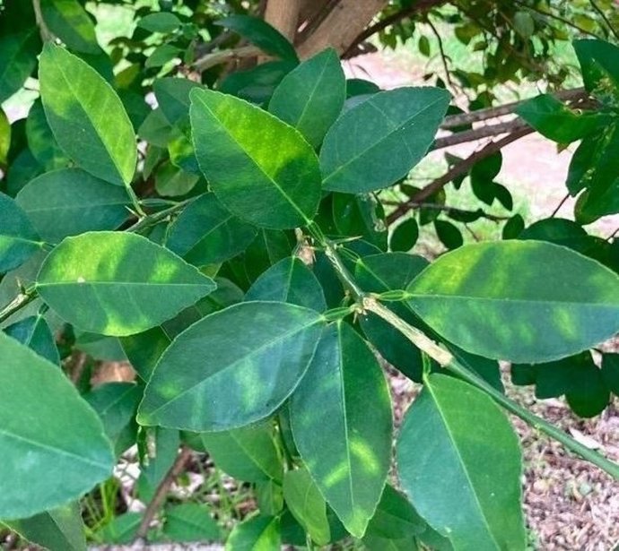 Virus de la clorosis amarilla en cítricos