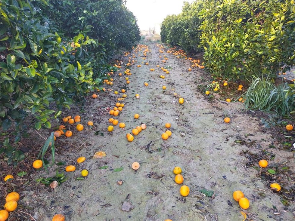 Archivo - Caída de fruta al suelo como consecuencia de la lluvia y el viento.