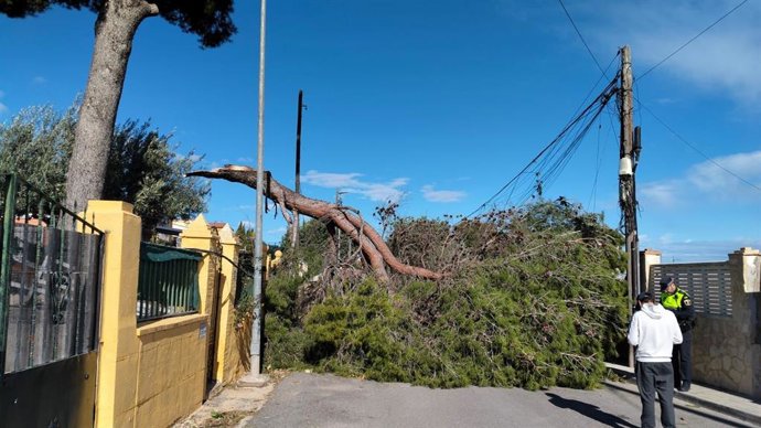 Caída de un árbol en Torrent (Valencia)