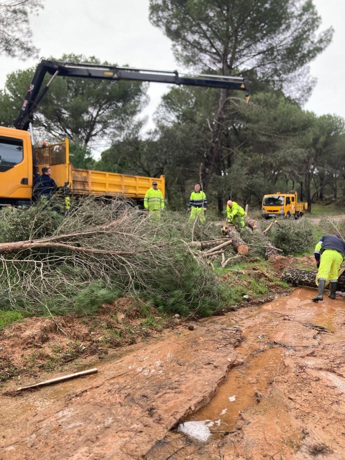 Opererarios trabajan en la retirada de un árbol de una carretera provincial.
