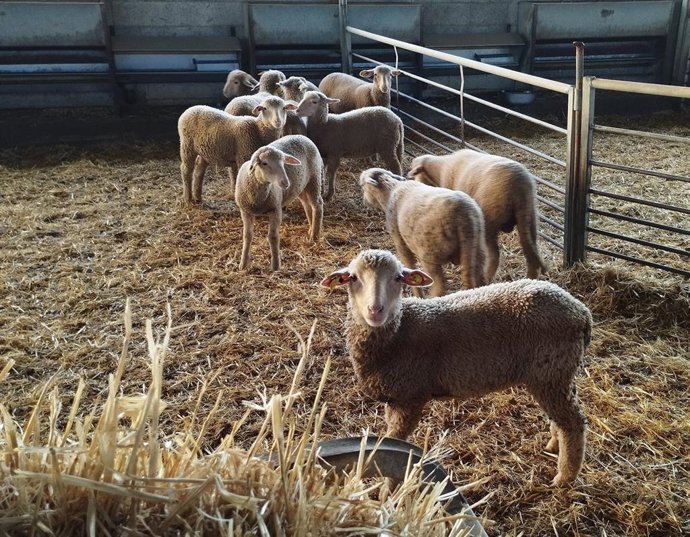 Imagen de archivo de ganado ovino.