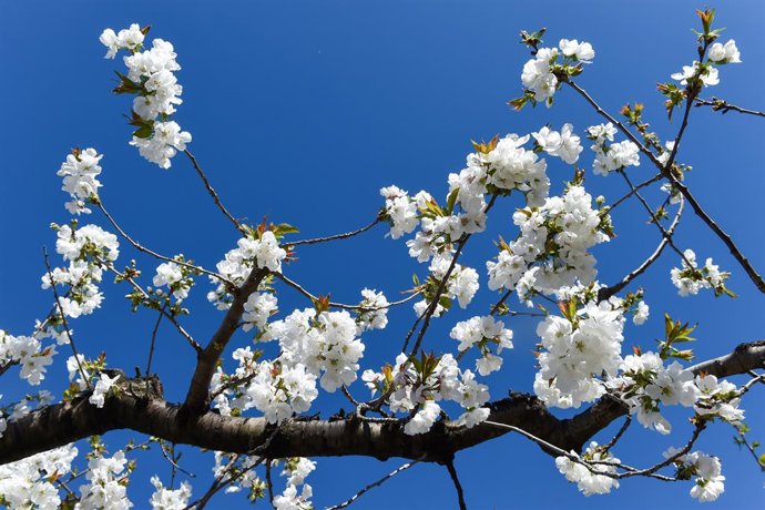 Archivo - Cerezos en flor