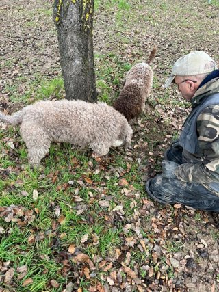 Busca de trufas.