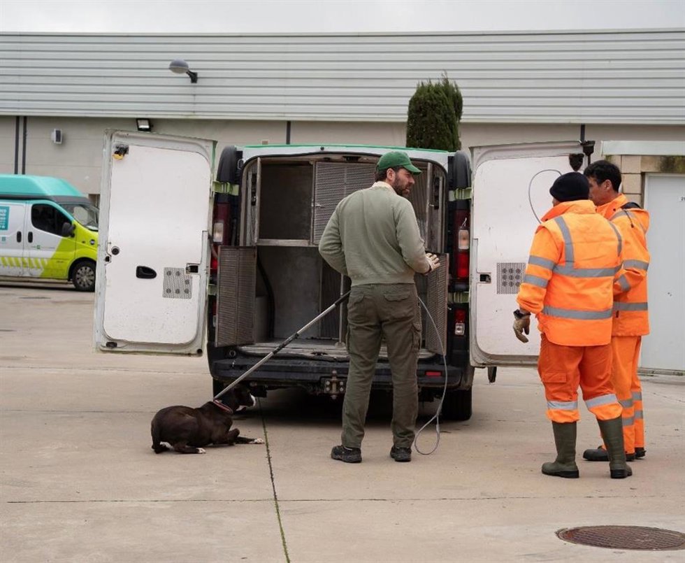 Sadeco desaloja el Servicio de Bienestar Animal y traslada a más de 300 perros y gatos por la crecida del río Guadalquivir.