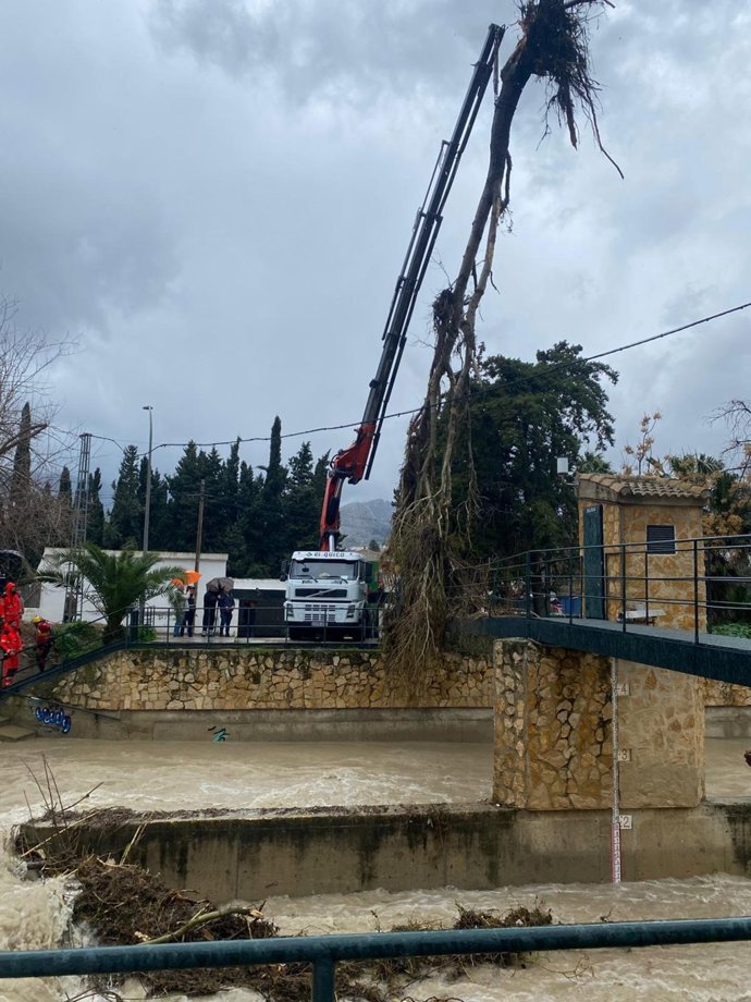 Reitara del árbol del cauce del río Jaén, en el Puente Jontoya