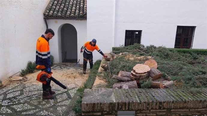 Intervención para evitar la caída de un ciprés en el Palacio de Dar al-Horra