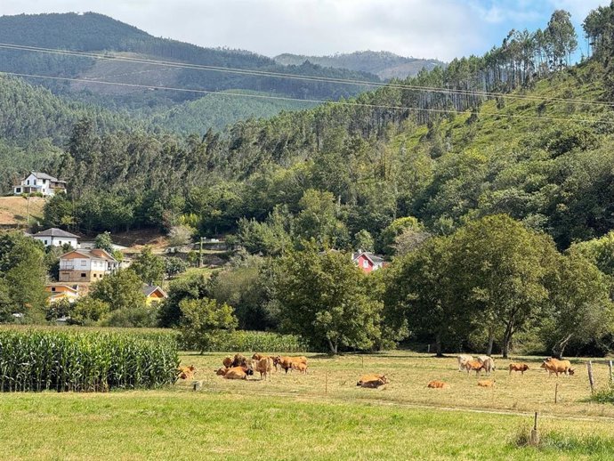 Archivo - Vacas en una finca del concejo de Valdés.
