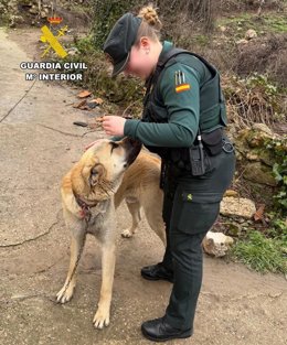 A disposición judicial por el robo de un mastín en un patio de una vivienda de Merindad de Montija (Burgos)