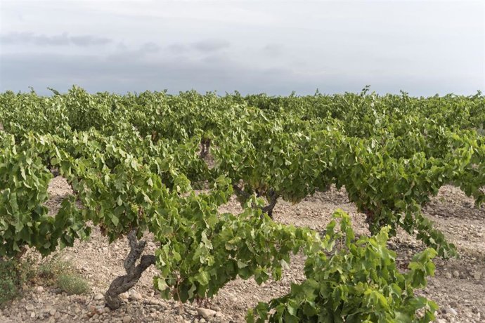 Archivo - Viñedo de Rioja.
