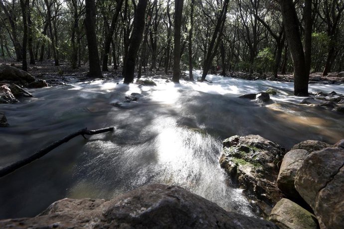 Archivo - Ses Fonts Ufanes brotan tras las lluvias, en la finca pública de Gabellí Petit de la Sierra de Tramuntana, a 10 de febrero de 2023, en Campanet, Mallorca, Islas Baleares (España). 
