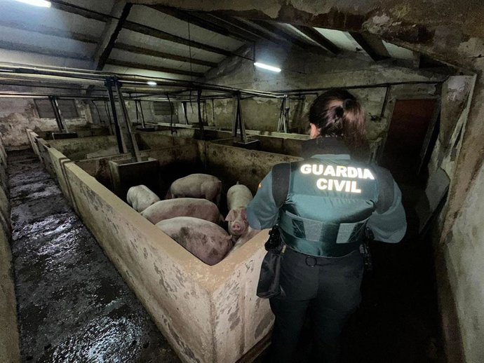 La Guardia Civil evita la muerte de 400 animales tras inundarse una explotación porcina en Aldea Real