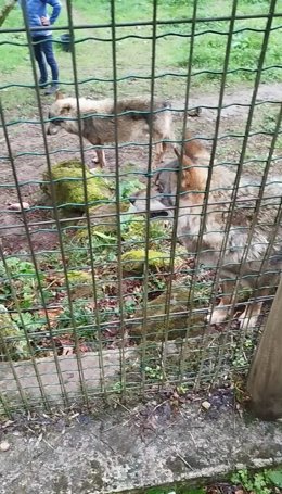 Los dos lobos de Belmonte de Miranda.