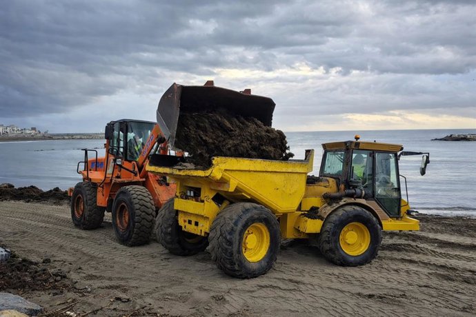 Retirada de alga invasora en la playa de Nueva Andalucía