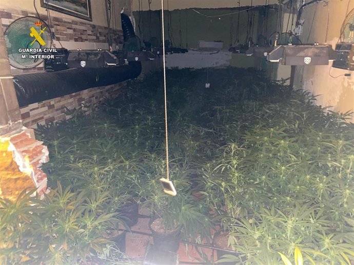 Imagen de plantaciones de marihuana incautada.