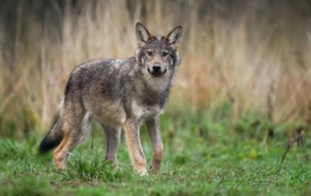 Ecologistas en Acción satisfecho porque no se haya matado ningún lobo en la temporada de caza de este animal en La Rioja