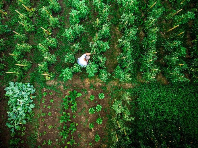 Archivo - Drones y modelos digitales para predecir el futuro de los cultivos hortícolas