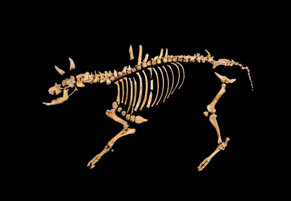 Imagen del esqueleto de bisonte hallado en Urbasa