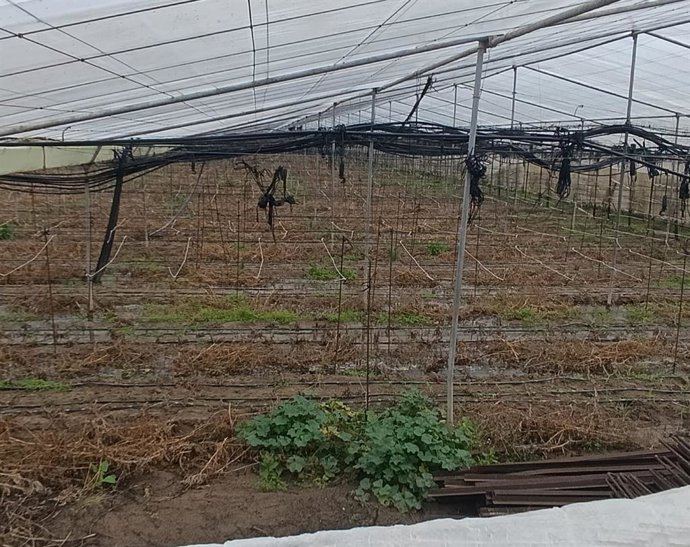 Cultuvo de invernadero de Chipiona tras la borrasca Marta