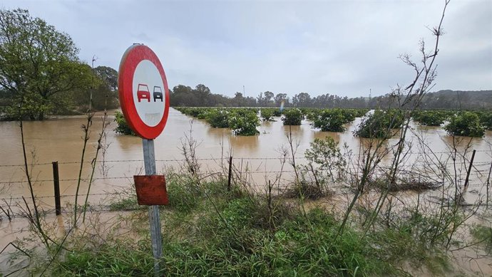 Cultivos anegados de agua por el desbordamiento del río Guadiaro, en Jimena de la Frontera.