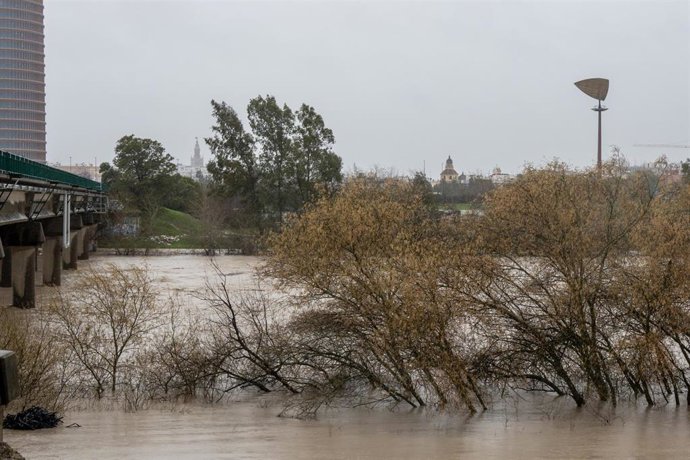 Desbordamiento parcial del río Guadalquivir a su paso por la Cartuja el pasado sábado.