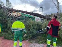 Ciudad Real inspeccionará sus arboledas tras más de 170 incidencias provocadas por el viento y la lluvia