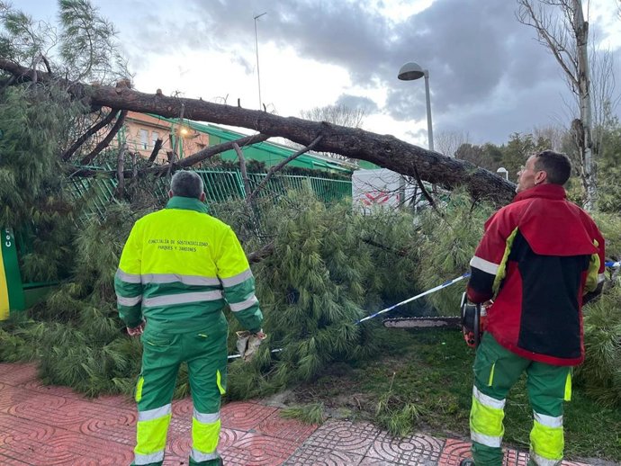 Operarios retirando un árbol.