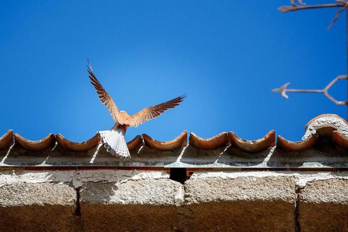 Cernícalo en el alero de la iglesia de Balisa (Segovia).