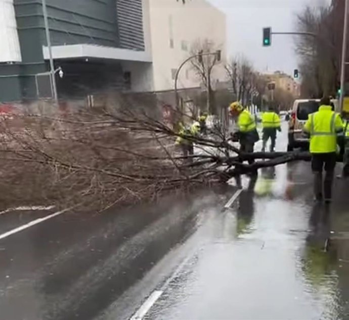 Operarios retirando un árbol de la vía pública