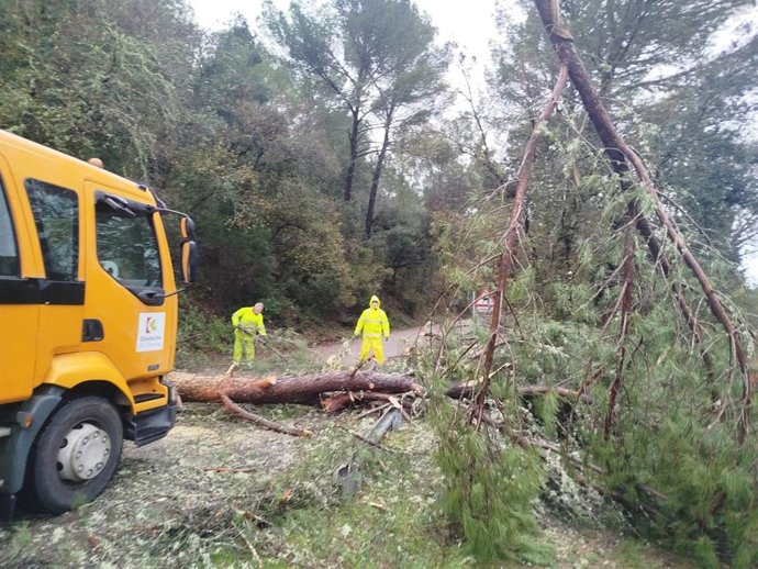 Operarios durante los trabajos de retirada de un árbol caído sobre una carretera.