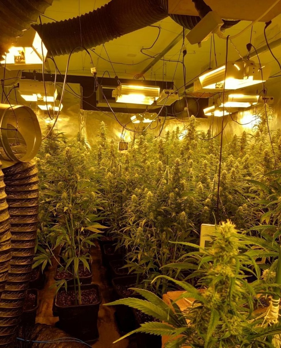Cultivo de marihuana