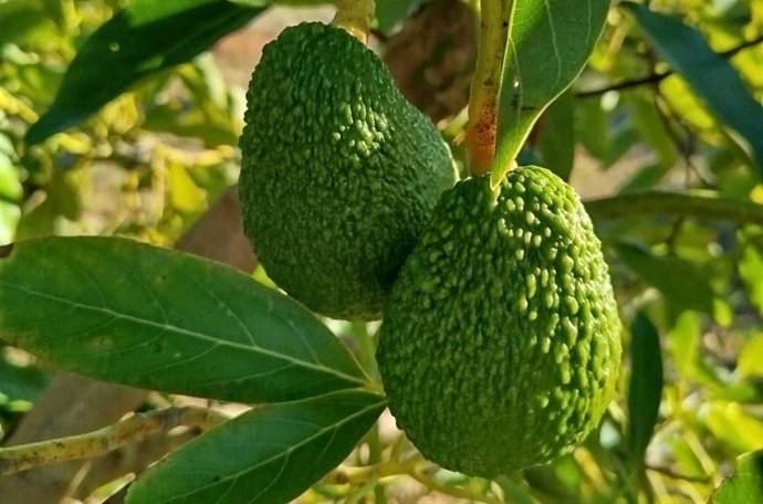 Aguacate