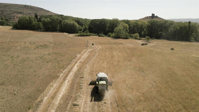 Archivo - Campo de cultivo en Atienza.