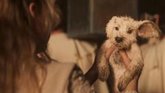 Foto: El planeta Krypton estalla y Supergirl salva a Baby Krypto en el nuevo tráiler de la película de DC