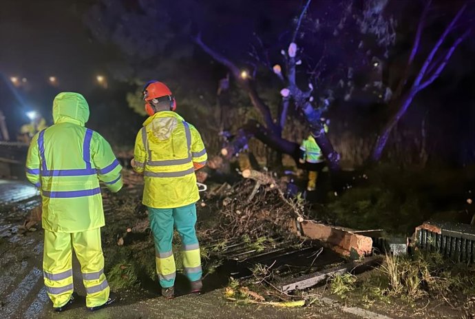 Daños en arbolado de San Fernando por el paso de las borrascas.