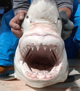 Imagen del tiburón blanco capturado.