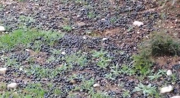 Aceitunas en el suelo tras las afectaciones de la borrasca 'Leonardo' en el olivar malagueño.