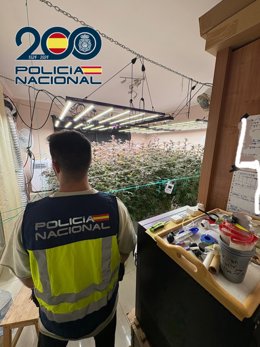 Un agentes de la Policía Nacional en el cultivo de marihuana incautado en Pájara (Fuerteventura)