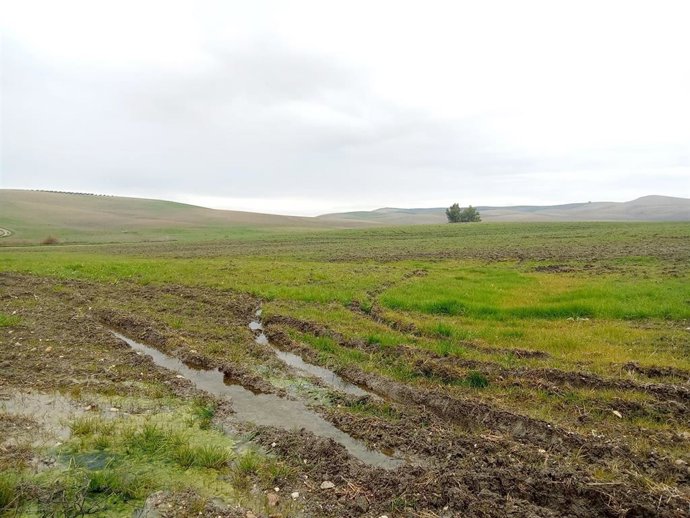 Campo anegado por las lluvias en la provincia de Córdoba.