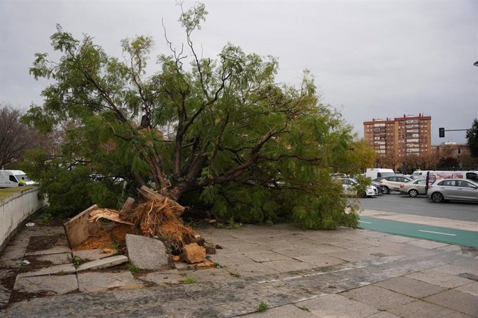 Imagen de un árbol caído en la avenida Alberto Jiménez Becerril de Sevilla a causa del fuerte viento del temporal que barre gran parte de Andalucía 