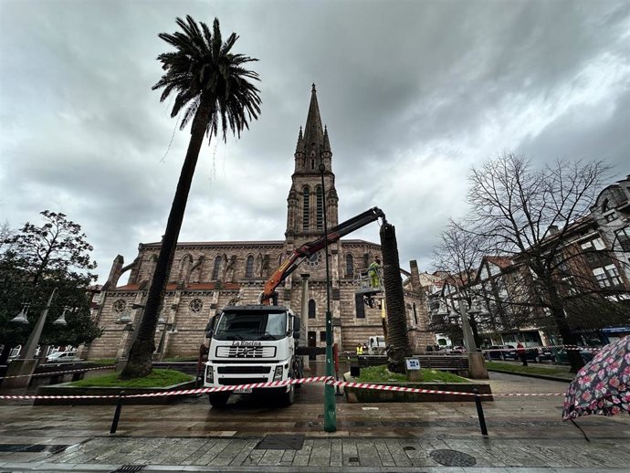 Tareas de retirada de una palmera centenaria junto a la Iglesia de La Asunción de Torrelavega