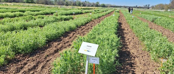 Variedades de  guisante.