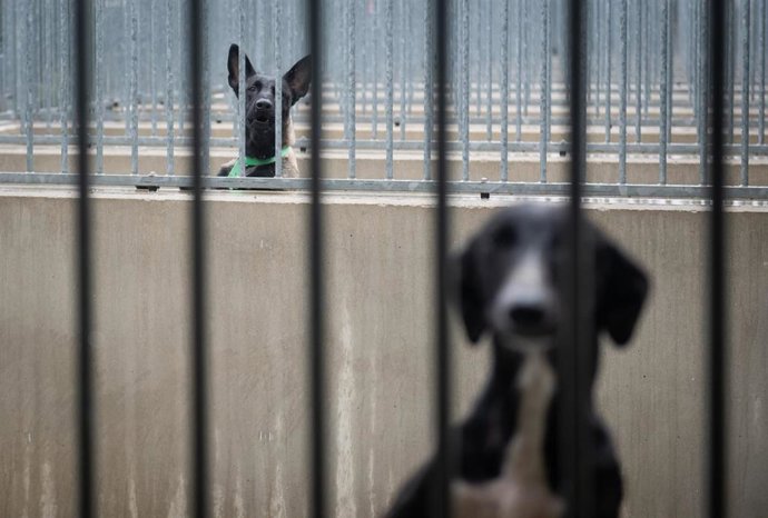 Perros durante la jornada de puertas abiertas en el Centro de Protección Animal de Madrid Salud, a 17 de enero de 2026, en Madrid (España). 